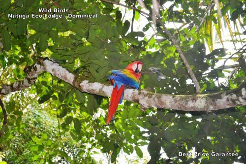 Hotel Natuga Ecolodge-villas Dominical Baru