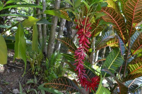 Hotel Natuga Ecolodge-villas Dominical Baru