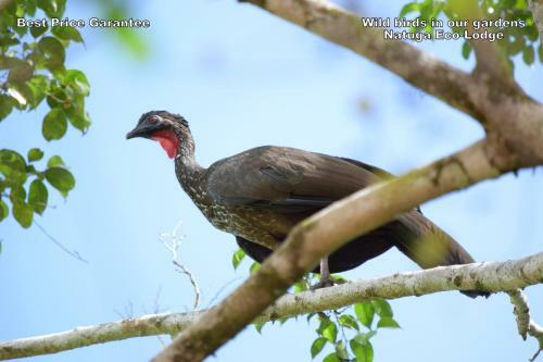 Hotel Natuga Ecolodge-villas Dominical Baru