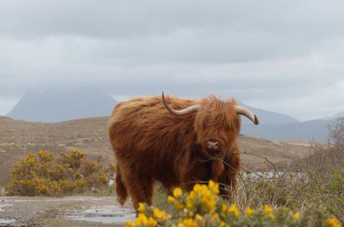 Aultbea Lodges