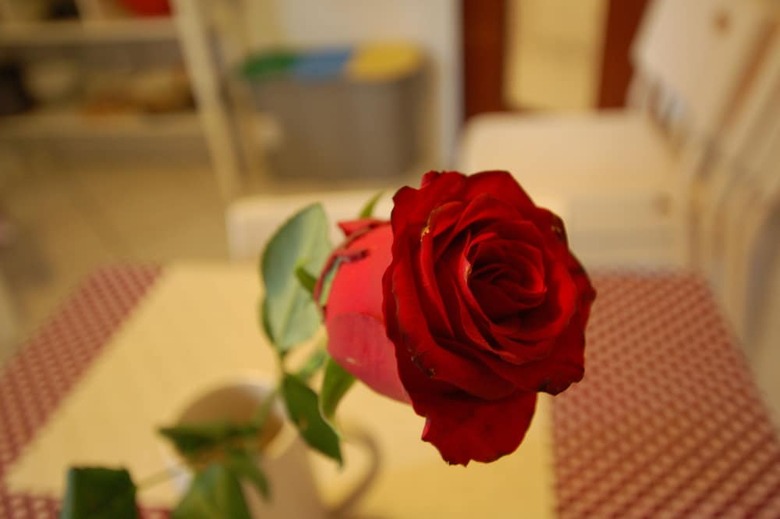 Hostal La Rosa Scarlatta Broseta