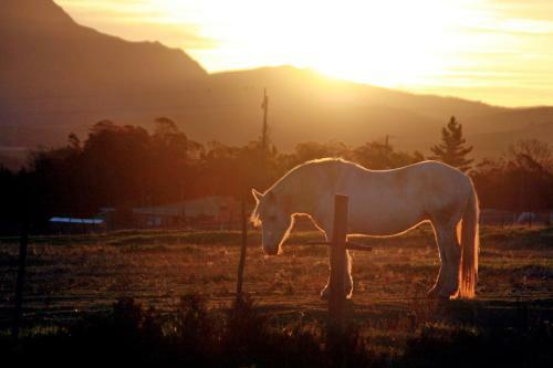 Agroturismo Outeniqua Moon Percheron Stud Farm