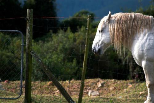Agroturismo Outeniqua Moon Percheron Stud Farm