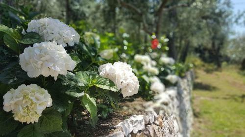Bed & Breakfast Villa Raf