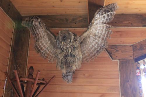 Hostal Cottage U Yaremy Mykulychyn