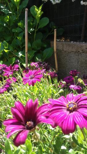 Bed & Breakfast I Girasoli