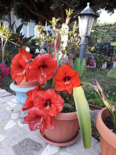 Bed & Breakfast I Girasoli