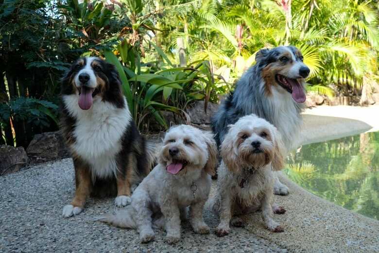 Wildlife Holiday Home - Airlie Beach