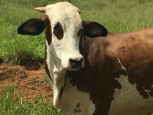 Hostal Pousada Flores Do Campo