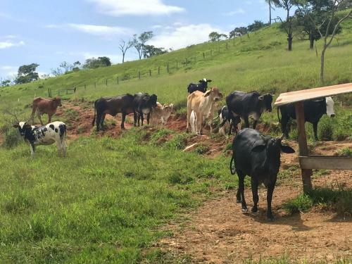 Hostal Pousada Flores Do Campo