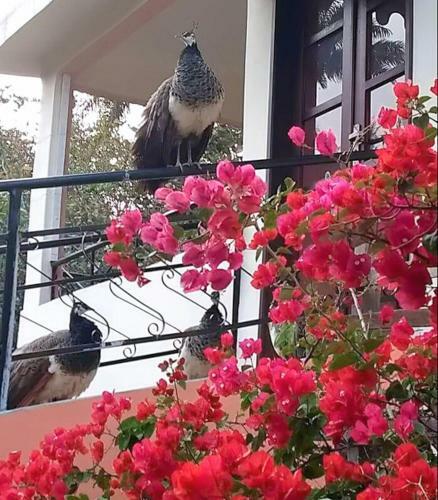 Hostal Pousada Caf� Do Brejo