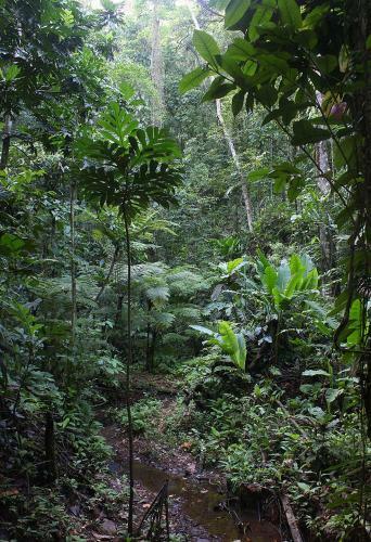 Posada La Loma Jungle Lodge And Chocolate Farm