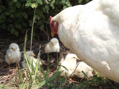 Agroturismo Eden Orchard & Farmstay