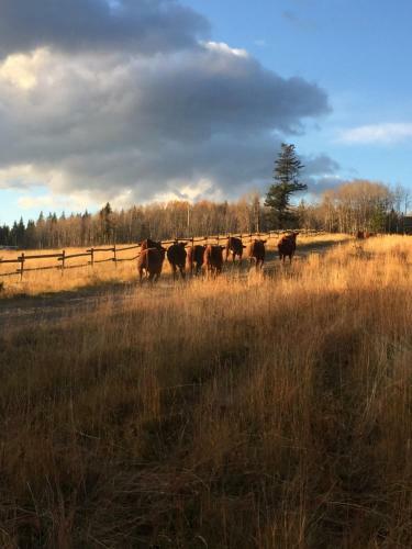 Agroturismo Montana Hill Guest Ranch