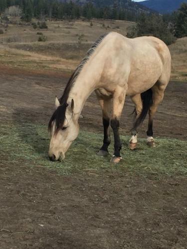 Agroturismo Montana Hill Guest Ranch