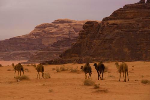 Bed & Breakfast Camp Mohamed Alzwaida