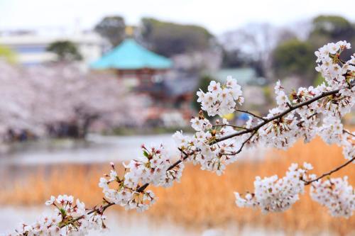 Centurion Ladies Hostel Ueno Park (female Only)