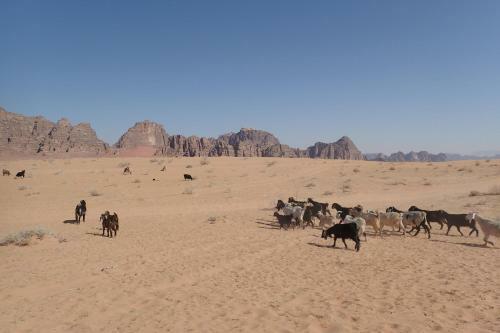 Alamelh Camp