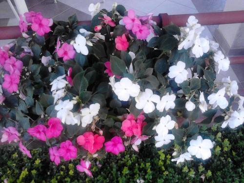 Apartamento Guest House Kliment