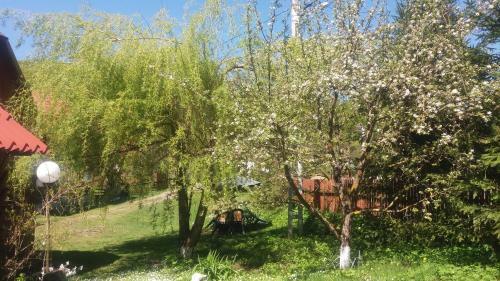 Hostal Pensiunea Letitia