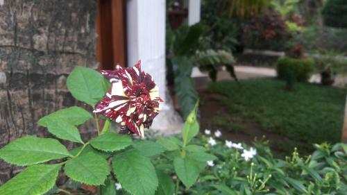 Hostal Sigiri Regal Residence