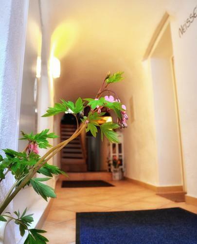 Apartments Altstadthaus G�rlitz
