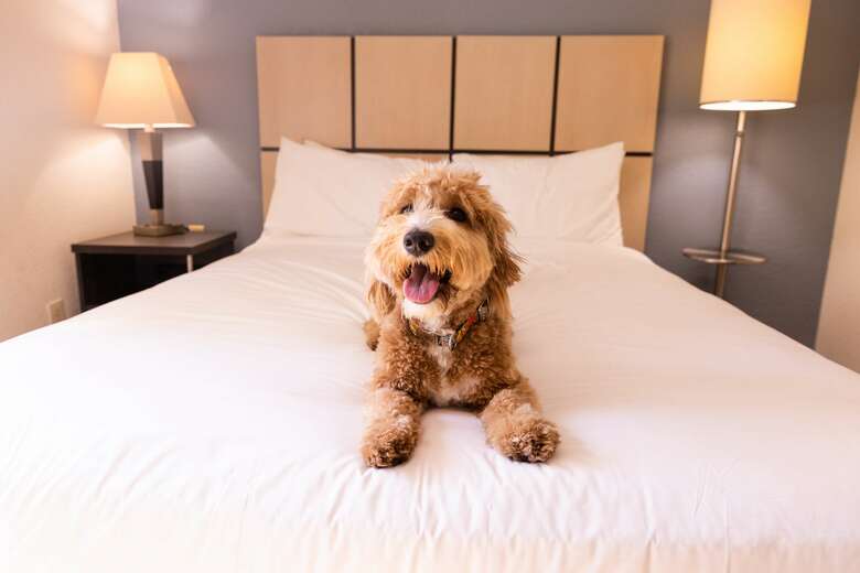 Hotel Candlewood Suites Dallas-arlington