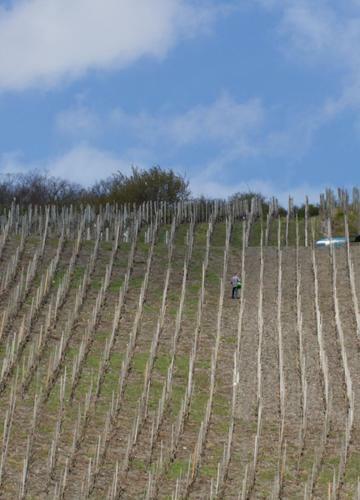 Hotel Weingut & G�stehaus Schmitz-bergweiler