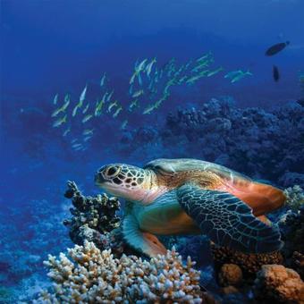 Hotel One&only Reethi Rah