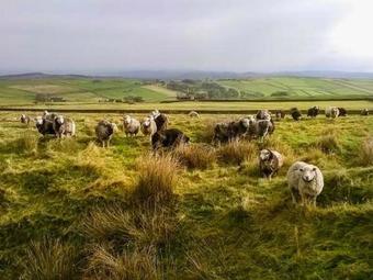 Herdwick Barn