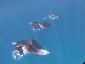 Hostal Akasha Beach Maafushi