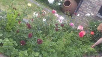 Apricot B&B