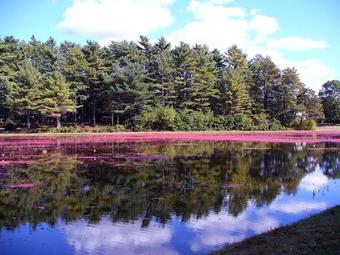 Bed & Breakfast Cranberry Gardens Inn