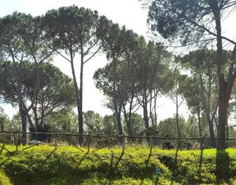 Aurelia Club