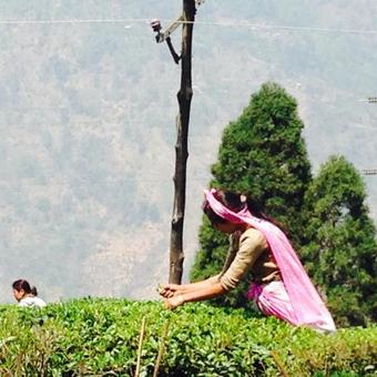 Hotel Sourenee Tea Estate