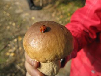 Buczynka