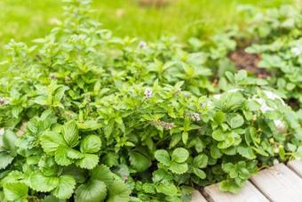 Glamping Mountain Fairy Tale