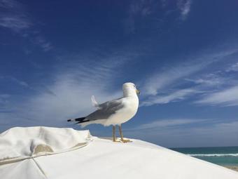 Apartamentos Sunny Isles Vacations