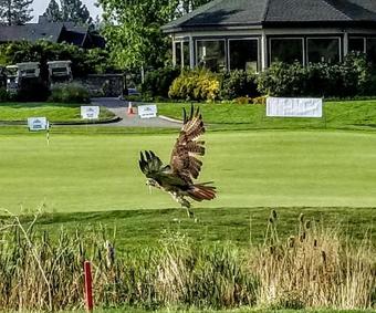 Hotel Resort At Eagle Point Golf Club Lodging