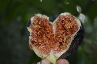 Hostal Novyi Zamok Guest House