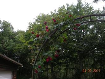 Motel Rovli