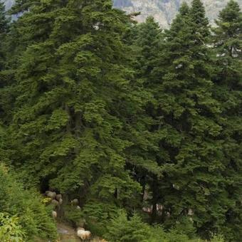Koutsikouris Hotel