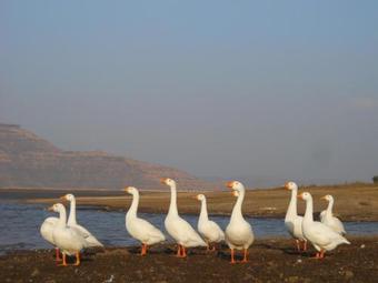 Hotel Anand Lodge