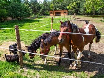 Agroturystyka I Zajazd Olszynka
