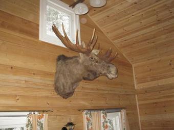 Hostal Hirvi Lodge