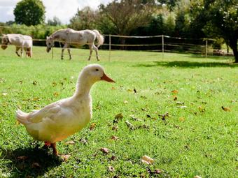 G�te La Ferme D'erv�e De Saint-roch
