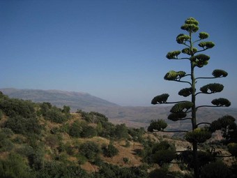 Agroturismo Alojamiento Rural Vi�a Y Rosales
