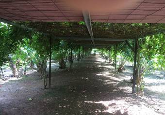Hotel Kelulut Lodge