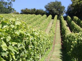 Posada Old Walls Vineyard