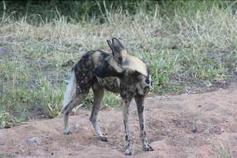 Posada Buffalo Tented Lodge